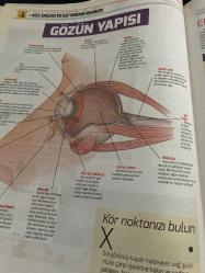 HÜRRİYET GAZETESİ HÜRRİYET KELEBEK 2 GAZETESİ DOĞUM GÜNÜ GAZETESİ - 3 Haziran 2016 - aile sağlığı ve ilk yardım rehberi-sinüzit-gözler nasıl çalışır-gözün yapısı-ergenlik sivilcesi-bulaşıcı hastalıklarının nedenleri-tamamlayıcı terapiler ve kullanım alanları-acil durumlarda ilk yardıma dair bilmeniz gereken her şeyi horlama-uyku apnesi-beyin nasıl görür-gözün korunması-gözün yapısı-kör noktanız-bulaşıcı hastalıkları nedenleri-bakteriler-virüsler-tamamlayıcı terapiler ve kullanımları-aromaterapi-Homeopati-refleksoloji