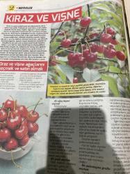 HÜRRİYET GAZETESİ HÜRRİYET KELEBEK 2 GAZETESİ DOĞUM GÜNÜ GAZETESİ - 16 MAYIS 2017 - erik çeşitleri-kiraz çeşitleri-meyve yetiştirme-kiraz ve vişne-kiraz ve vişne ağaçlarını seçmek satın almak-kiraz çeşitleri-bir kiraz ağacı dikmek-geniş bahçeler-arsalar ve meyvelikler-meyvelik tasarlamak-küçük bahçelerde meyve yetiştirmek-kapta meyve yetiştirmek-alandan tasarruf sağlayan ağaç biçimleri
