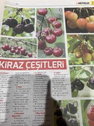 HÜRRİYET GAZETESİ HÜRRİYET KELEBEK 2 GAZETESİ DOĞUM GÜNÜ GAZETESİ - 16 MAYIS 2017 - erik çeşitleri-kiraz çeşitleri-meyve yetiştirme-kiraz ve vişne-kiraz ve vişne ağaçlarını seçmek satın almak-kiraz çeşitleri-bir kiraz ağacı dikmek-geniş bahçeler-arsalar ve meyvelikler-meyvelik tasarlamak-küçük bahçelerde meyve yetiştirmek-kapta meyve yetiştirmek-alandan tasarruf sağlayan ağaç biçimleri