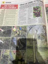 HÜRRİYET GAZETESİ HÜRRİYET KELEBEK 2 GAZETESİ DOĞUM GÜNÜ GAZETESİ - 16 MAYIS 2017 - erik çeşitleri-kiraz çeşitleri-meyve yetiştirme-kiraz ve vişne-kiraz ve vişne ağaçlarını seçmek satın almak-kiraz çeşitleri-bir kiraz ağacı dikmek-geniş bahçeler-arsalar ve meyvelikler-meyvelik tasarlamak-küçük bahçelerde meyve yetiştirmek-kapta meyve yetiştirmek-alandan tasarruf sağlayan ağaç biçimleri