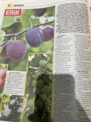 HÜRRİYET GAZETESİ HÜRRİYET KELEBEK 2 GAZETESİ DOĞUM GÜNÜ GAZETESİ - 16 MAYIS 2017 - erik çeşitleri-kiraz çeşitleri-meyve yetiştirme-kiraz ve vişne-kiraz ve vişne ağaçlarını seçmek satın almak-kiraz çeşitleri-bir kiraz ağacı dikmek-geniş bahçeler-arsalar ve meyvelikler-meyvelik tasarlamak-küçük bahçelerde meyve yetiştirmek-kapta meyve yetiştirmek-alandan tasarruf sağlayan ağaç biçimleri