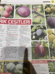 HÜRRİYET GAZETESİ HÜRRİYET KELEBEK 2 GAZETESİ DOĞUM GÜNÜ GAZETESİ - 16 MAYIS 2017 - erik çeşitleri-kiraz çeşitleri-meyve yetiştirme-kiraz ve vişne-kiraz ve vişne ağaçlarını seçmek satın almak-kiraz çeşitleri-bir kiraz ağacı dikmek-geniş bahçeler-arsalar ve meyvelikler-meyvelik tasarlamak-küçük bahçelerde meyve yetiştirmek-kapta meyve yetiştirmek-alandan tasarruf sağlayan ağaç biçimleri