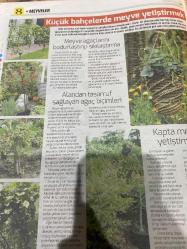 HÜRRİYET GAZETESİ HÜRRİYET KELEBEK 2 GAZETESİ DOĞUM GÜNÜ GAZETESİ - 16 MAYIS 2017 - erik çeşitleri-kiraz çeşitleri-meyve yetiştirme-kiraz ve vişne-kiraz ve vişne ağaçlarını seçmek satın almak-kiraz çeşitleri-bir kiraz ağacı dikmek-geniş bahçeler-arsalar ve meyvelikler-meyvelik tasarlamak-küçük bahçelerde meyve yetiştirmek-kapta meyve yetiştirmek-alandan tasarruf sağlayan ağaç biçimleri