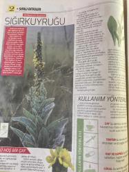 HÜRRİYET GAZETESİ HÜRRİYET KELEBEK 2 GAZETESİ DOĞUM GÜNÜ GAZETESİ - 6 Mart 2017 - Şifalı bitkilerin kullanım yöntemleri ve faydaları-Şifalı bitkiler dünyası-hepatit için Şizandra-Bronşit ve sinüzit için Sardunya-solunum yolu enfeksiyonları için Sığırkuyruğu-üçlü hoş bir çay tarifi-Bronşit-Sinüzit-Schısandra meyvesi çayı tarifi-Hürriyet Kitap