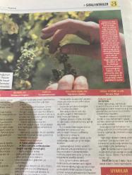 HÜRRİYET GAZETESİ HÜRRİYET KELEBEK 2 GAZETESİ DOĞUM GÜNÜ GAZETESİ - 6 Mart 2017 - Şifalı bitkilerin kullanım yöntemleri ve faydaları-Şifalı bitkiler dünyası-hepatit için Şizandra-Bronşit ve sinüzit için Sardunya-solunum yolu enfeksiyonları için Sığırkuyruğu-üçlü hoş bir çay tarifi-Bronşit-Sinüzit-Schısandra meyvesi çayı tarifi-Hürriyet Kitap