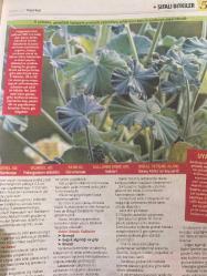 HÜRRİYET GAZETESİ HÜRRİYET KELEBEK 2 GAZETESİ DOĞUM GÜNÜ GAZETESİ - 6 Mart 2017 - Şifalı bitkilerin kullanım yöntemleri ve faydaları-Şifalı bitkiler dünyası-hepatit için Şizandra-Bronşit ve sinüzit için Sardunya-solunum yolu enfeksiyonları için Sığırkuyruğu-üçlü hoş bir çay tarifi-Bronşit-Sinüzit-Schısandra meyvesi çayı tarifi-Hürriyet Kitap