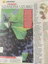 HÜRRİYET GAZETESİ HÜRRİYET KELEBEK 2 GAZETESİ DOĞUM GÜNÜ GAZETESİ - 6 Mart 2017 - Şifalı bitkilerin kullanım yöntemleri ve faydaları-Şifalı bitkiler dünyası-hepatit için Şizandra-Bronşit ve sinüzit için Sardunya-solunum yolu enfeksiyonları için Sığırkuyruğu-üçlü hoş bir çay tarifi-Bronşit-Sinüzit-Schısandra meyvesi çayı tarifi-Hürriyet Kitap