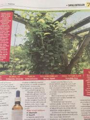 HÜRRİYET GAZETESİ HÜRRİYET KELEBEK 2 GAZETESİ DOĞUM GÜNÜ GAZETESİ - 6 Mart 2017 - Şifalı bitkilerin kullanım yöntemleri ve faydaları-Şifalı bitkiler dünyası-hepatit için Şizandra-Bronşit ve sinüzit için Sardunya-solunum yolu enfeksiyonları için Sığırkuyruğu-üçlü hoş bir çay tarifi-Bronşit-Sinüzit-Schısandra meyvesi çayı tarifi-Hürriyet Kitap