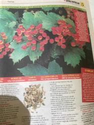 HÜRRİYET GAZETESİ HÜRRİYET KELEBEK 2 GAZETESİ DOĞUM GÜNÜ GAZETESİ - 27 Şubat 2017 - Şifalı bitkilerin kullanım yöntemleri ve faydaları-Şifalı bitkiler dünyası-Menopoz için Siyah yılankökü -kas krampları için Kara Alıç-İdrar yolu enfeksiyonu için Turna yemişi-adet öncesi sendromu için Hayıt-menopoz tentürü yapımı-Kara alıç ve zencefil tentürü tarifi-Hayıt meyvesi çayı tarifi-Turna yemişi hasatı-Hürriyet kitap