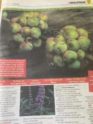 HÜRRİYET GAZETESİ HÜRRİYET KELEBEK 2 GAZETESİ DOĞUM GÜNÜ GAZETESİ - 27 Şubat 2017 - Şifalı bitkilerin kullanım yöntemleri ve faydaları-Şifalı bitkiler dünyası-Menopoz için Siyah yılankökü -kas krampları için Kara Alıç-İdrar yolu enfeksiyonu için Turna yemişi-adet öncesi sendromu için Hayıt-menopoz tentürü yapımı-Kara alıç ve zencefil tentürü tarifi-Hayıt meyvesi çayı tarifi-Turna yemişi hasatı-Hürriyet kitap