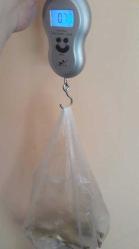 PİRİNÇ KURT   ( büyük boy )