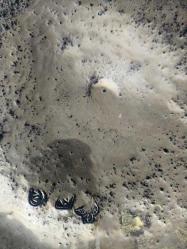 Eski Osmanlı terazisi