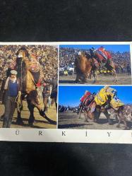 Camel wresling 3 kare Türkiye Kartpostal 16.5x12 ebatında