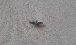 AMERİKAN HAVA KUVVETLERİ ASKERİ PİLOT BRÖVESİ - ROZETİ -  MADALYA ( YAKA BOY ) C1343