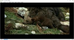 ayı  dvd  (PC'de izlenmiştir/denenmiştir)  l'ours  (the bear)