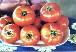 Efemera - Domates fotoğrafı - kitantik - kitaLog