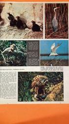 HAYAT DERGİSİ - 24 OCAK 1973 KAPAK: GINA LOLLOBRIGIDA İLAVE: BAŞTAN BAŞA RENKLİ “SARAYLAR” İKİNCİ FASİKÜLÜ DOSYA: “SÖHRETLERİN KEPÇESİNDEN TÜRK YEMEKLERİ” PORTRE: GINA LOLLOBRIGIDA’NIN FOTOĞRAFLARI HAYAT SAYFALARINDA RÖPORTAJ: OSMAN KIBAR’IN TELEVİZYONDAKİ İLK GÖRÜNÜMÜ VE “YILIN TELEVİZYON YILDIZI” SEÇİLİŞİ YAZI: BELKIS VE SALİH ACAR’DAN TÜRKİYE’DEKİ KUŞ TÜRLERİ VE KELAYNAK KORUMA ÇAĞRISI MAKALE: AHMET EMİN’DEN “CASTINE DEHŞETİ” VE KAPTAN BROWN’LA ANILAR KİŞİLER: GINA LOLLOBRIGIDA - OSMAN KIBAR - DOĞAN KASAROĞLU - ORHAN TOKATLI - HÜSAMETTİN ÇELEBİ - ZEİD SOZEN - BELKIS ACAR - SALİH ACAR - AHMET EMİN - AHMET ŞÜKRÜ ESMER - KAPTAN BROWN TEMALAR: ULUSLARARASI SANATÇI TEMSİLİ - TÜRK MUTFAĞI VE ÜNLÜLERİN TARİFLERİ - TELEVİZYONDA YEREL YILDIZLAR - KUŞ GÖZLEMİ VE DOĞA KORUMA - AMERİKAN KÜLTÜRÜ VE YASAKLAR - YAZAR ANILARI VE GEZİ NOTLARI - YAYIN POLİTİKASI VE ABONE BİLGİLERİ - 1973 OCAK SAYILARI - HAYAT MECMUASI YAYIN KADROSU - TİFDRUK BASKI TEKNİĞİ - ULUSLARARASI SATIŞ FİYATLARI - 40 SAYFA