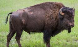 BOYNUZ,BUFOLO BOYNUZU EL İŞÇİLİĞİ TROPİKAL BALIK FORMUNA GETİRİLMİŞ UZUNLUK : 32 CM.