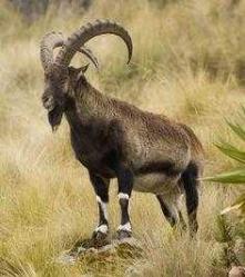 PİRİNÇ DAĞ KEÇİSİ