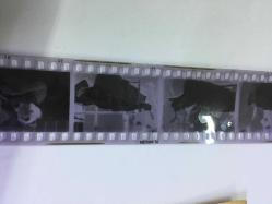 TÜRKAN ŞORAY'IN 1972 YILINDA,Elazığ’da film çekimi sırasında ATTAN DÜŞÜP YARALANDIĞI OLAY SONRASINDA HASTANEDE ÇEKİLMİŞ FOTOĞRAFLARIN 2 ADET DİASI (POZİTİFLER) ve 8 KARE KÜÇÜK HALİNDE TEK FOTOĞRAF (HER KARE 3,5 x 3 cm MİNİ BOYDADIR) - HEPSİ SET HALİNDE, DÖNEMİNE AİT ORİJİNAL AJANS ARŞİVİNDEN/