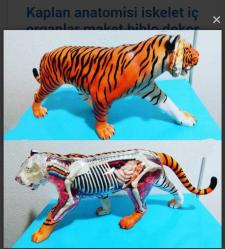 Kaplan anatomisi iskelet iç organlar maket biblo puzzle yapboz dekor oyuncak obje hobi koleksiyon dekor tasarım minyatür diorama vintage retro aksesuar eğitici öğretici