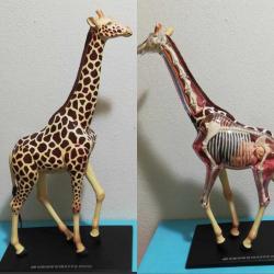 Zürafa anatomisi iskelet iç organlar maket biblo puzzle yapboz dekor oyuncak obje hobi koleksiyon dekor tasarım minyatür diorama vintage retro aksesuar eğitici öğretici