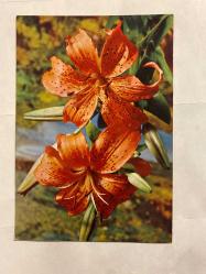 Kırmızı menekşe görselli Rumca yazılı Yunanistan kartpostal 16x10 cm ebatında