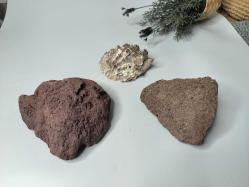 Gerçek Dekortaif Taş Deniz Kabuğu - Akvaryum Süsü Taşlar