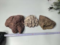 Gerçek Dekortaif Taş Deniz Kabuğu - Akvaryum Süsü Taşlar