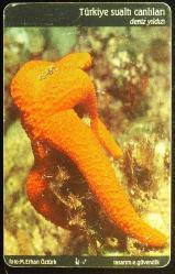 TÜRKİYE SUALTI CANLILARI - DENİZ YILDIZI ÇİPLİ TELEFON KARTI