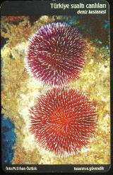 TÜRKİYE SUALTI CANLILARI - DENİZ KESTANESİ ÇİPLİ TELEFON KARTI