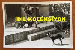 YEŞİLÇAM'IN USTA İSMİ FERİDUN ÇÖLGEÇEN'İN ORİJİNAL FOTOĞRAFI - 18 x 12 cm EBADINDA - FERİDUN ÇÖLGEÇEN KEDİLERİ BESLERKEN ÇEKİLMİŞ BİR KARE