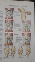 The NETTER Collection of MEDICAL Illustrations ©2009.. cilt 8 : KAS – İSKELET SİSTEMİ.. Kısım 1:Anatomi,Fizyoloji,Metabolik Bozukluklar ..Kısım 3: Travma,Değerlendirme,Tedavi .. ciltli