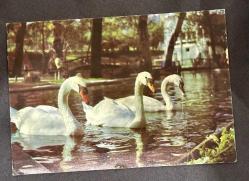 Ankara Kuğulu park eski kartpostal