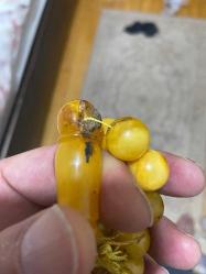 Orjinal Rus damla kehribar tespih