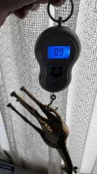 PİRİNÇ ZÜRAFA AİLESİ