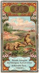 Fes Etiketi, H-7b, Yatan erkek aslan yanında dişisi, SAFABT, Vi.,139x260 mm, Kondisyon  9-10, Gerçek=Orijinal