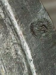 Antika Osmanlı Damgalı Kapaklı Bakır Sahan - Tabak