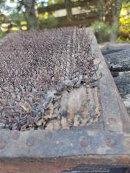 ÇOK ESKİ YÜN TARAĞI