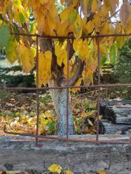 ÇOK YAŞLI PENCERE KORKULUĞU