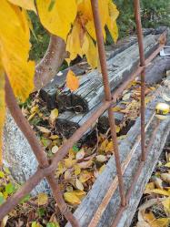ÇOK YAŞLI PENCERE KORKULUĞU
