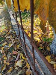 ÇOK YAŞLI PENCERE KORKULUĞU