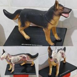 Alman kurt köpeği dekor tasarım koleksiyon biblo iç organlar iskelet sistemi anatomi 25 cm civarı
