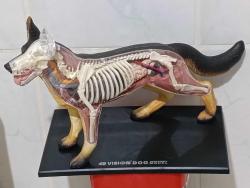 Alman kurt köpeği dekor tasarım koleksiyon biblo iç organlar iskelet sistemi anatomi 25 cm civarı