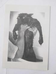 ISLAK KEDİ TEMALI KARTPOSTAL  ( Portfolio.  CATS )