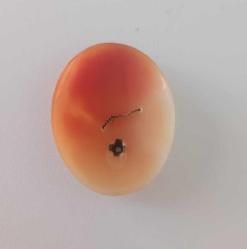 Antika Hakiki Shell Cameo 14 Ayar Beyaz Altın ve Pırlanta  Kolye veya Broş Yapılabilir (1)