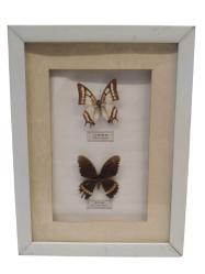 Çerçeve İçinde Gerçek  Kelebekler