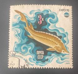 Rusya-Sovyetler Birliği  Pulu - CCCP Stamp - Postadan Geçmiş Pul Filateli -  Hazar Denizi Mersin Balığı Temalı Pul  , 3 PARA - YABANCI PULLAR-NOSTALJİK DOĞUM GÜNÜ HEDİYESİ