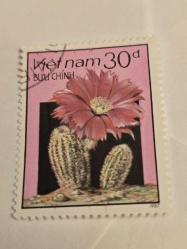 Vietnam -  Kaktüs Çiçekleri