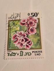 Laos  Flowering plants - Çiçekli bitkiler